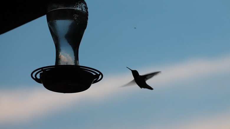 Silhouette of a hummingbird flying towards feeder