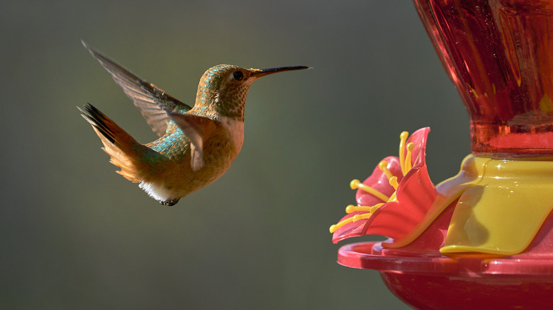 Hummingbird in flight by a feeder