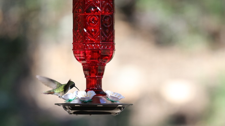 Hummingbird drinking from red feeder