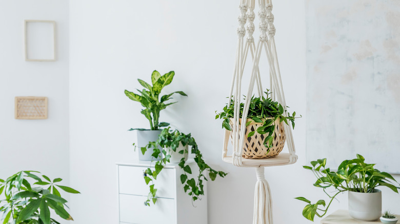 plant on hanging shelf