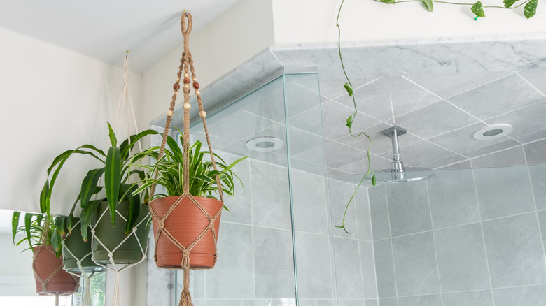 plants hanging on ceiling hooks