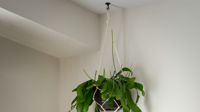 plant hanging on ceiling hook