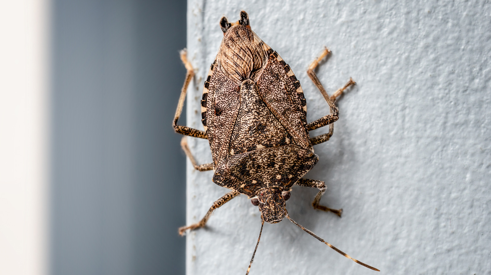 stink-bugs-will-be-a-thing-of-the-past-with-one-handy-herb