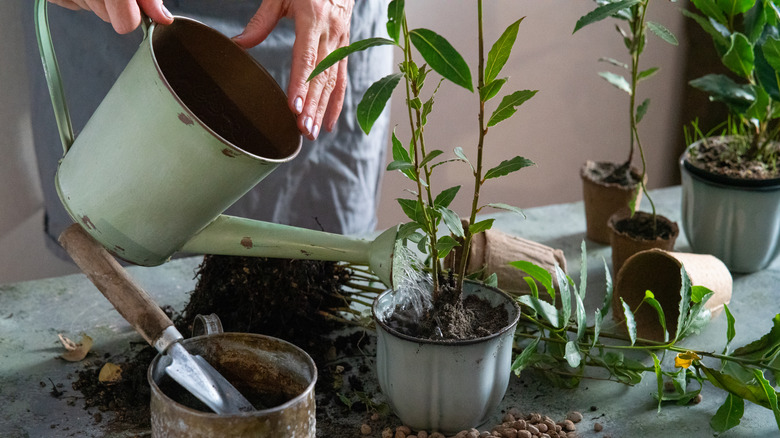 Watering bay leaf plant