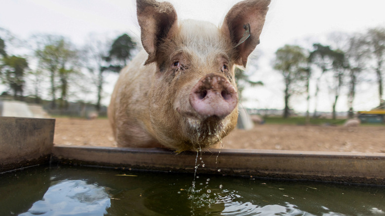 pig drinking from trough