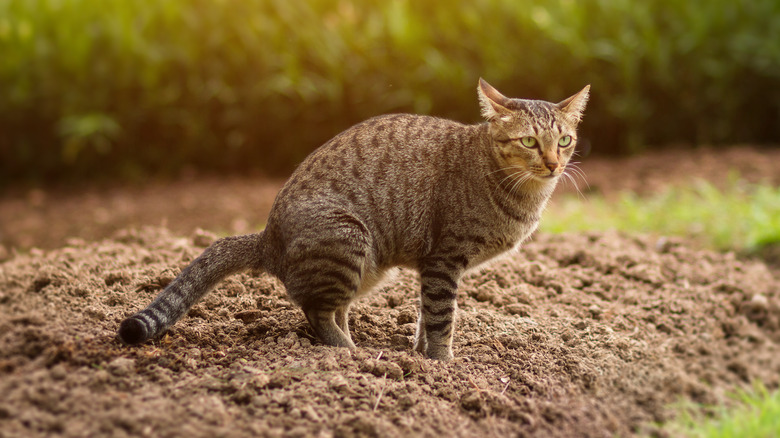 Cat in garden