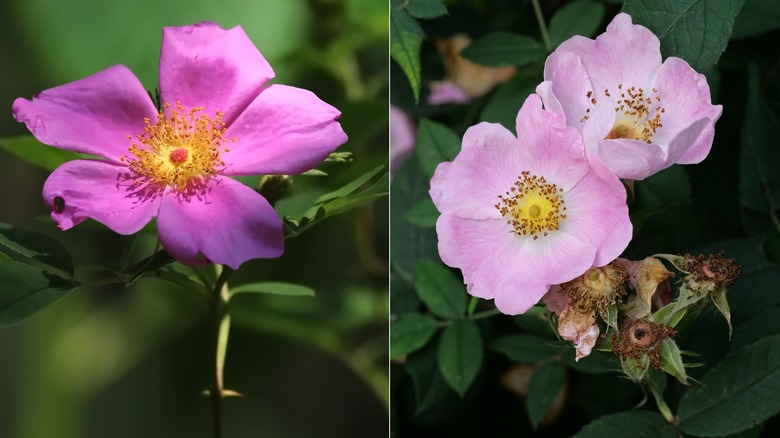 Virginia rose (left) and pasture rose (right)