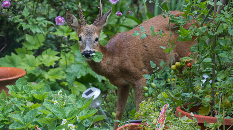 deer in garden