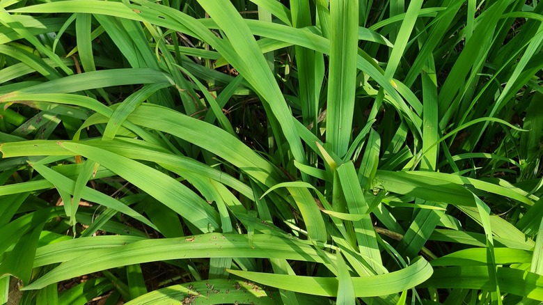 quackgrass