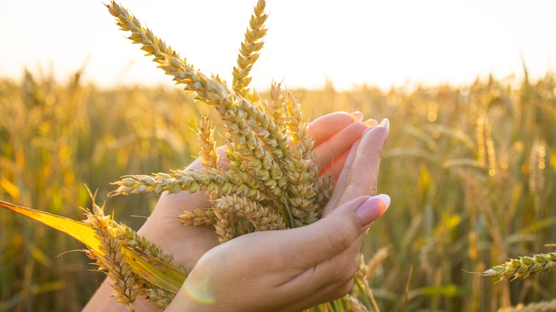 hands holding rye ears