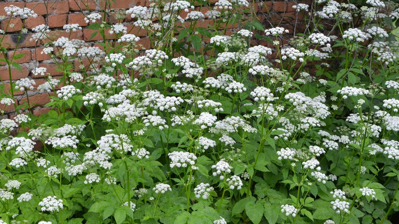 garden full of bishop's weed