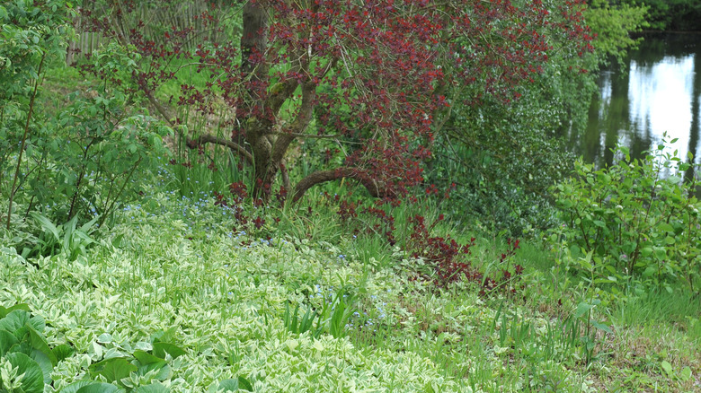 bishop's weed taking over area