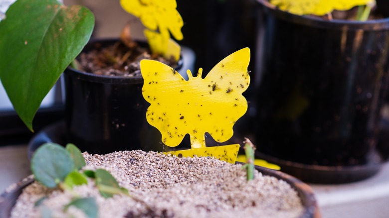 Gnat trap in potted plant