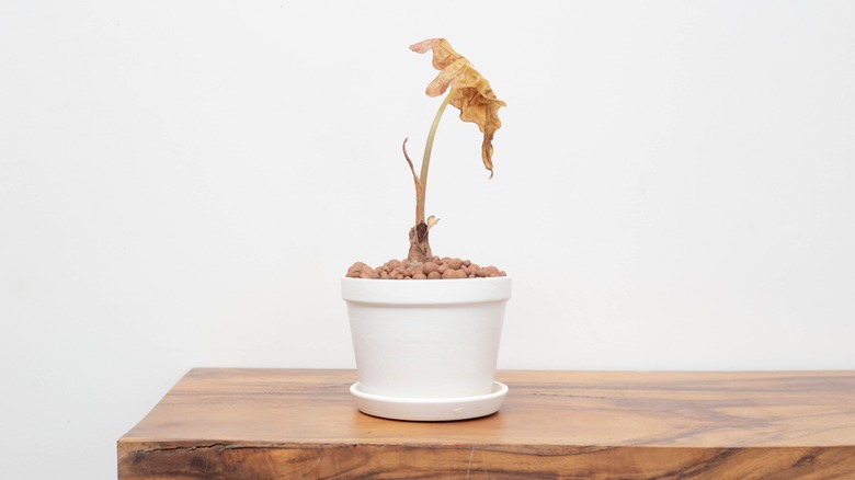 Dying plant on table