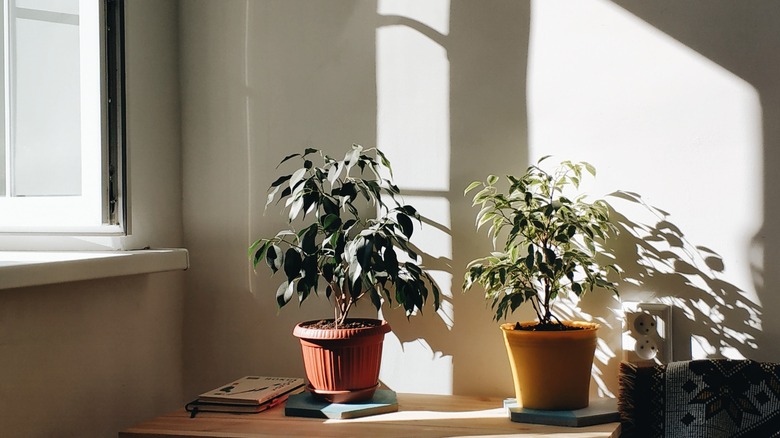 Plants on table in sunlight 