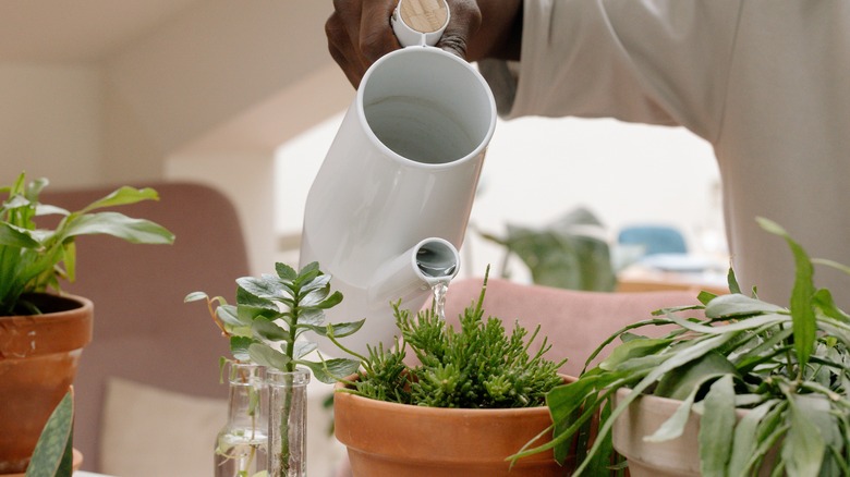 Watering indoor plants white can