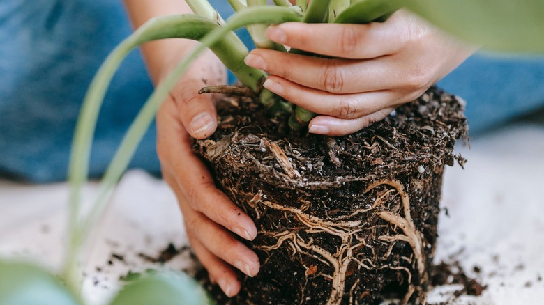 Houseplant with roots in hands 