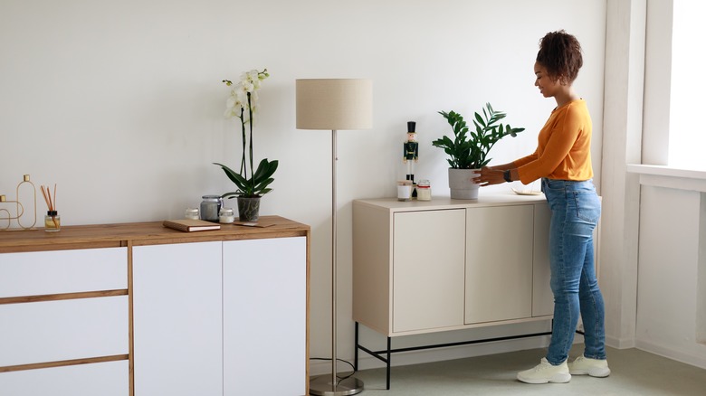 Person arranging houseplants in living room