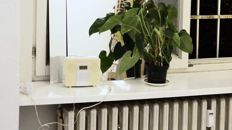 Plant on radiator near window