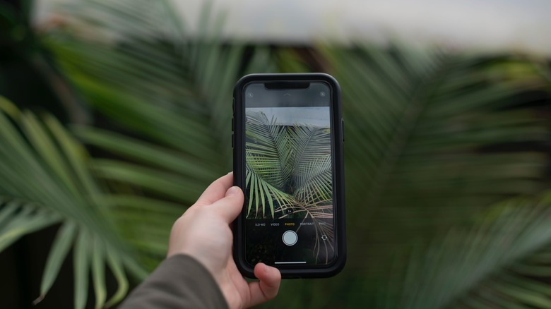 Taking picture of plant with cellphone 