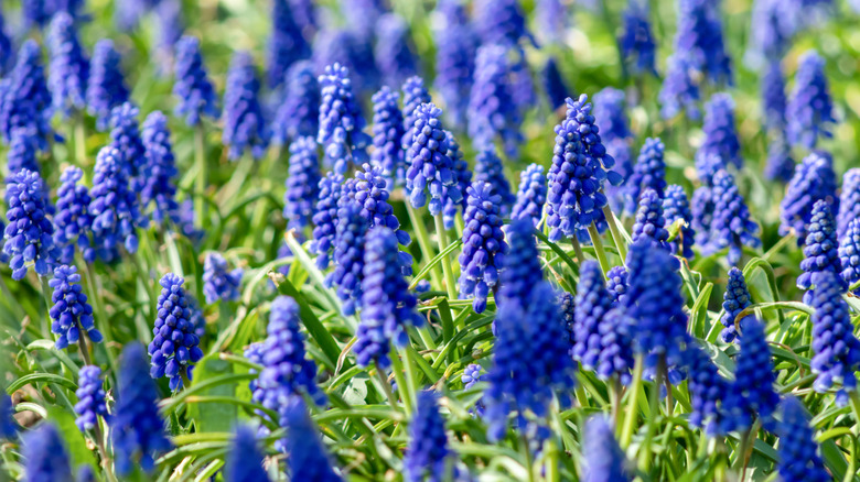 Violet blue muscari blooms in spring