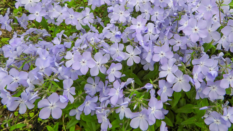 Woodland phlox is a native plant with pale blue flowers.