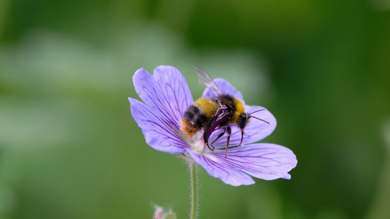 Bumble bee landing on bloom