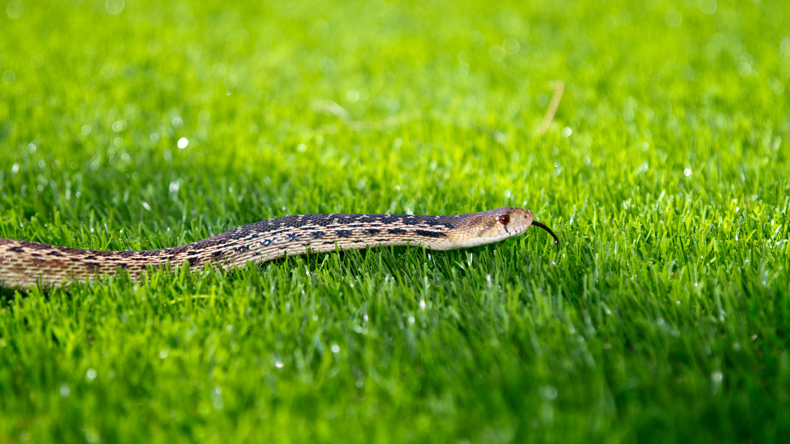 Stop Snakes From Sneaking Around In Your Lawn With This Popular Plant