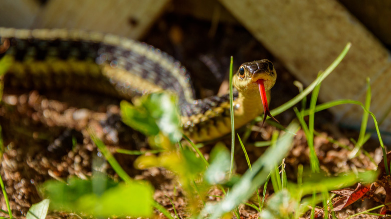snake with tongue out in backyard