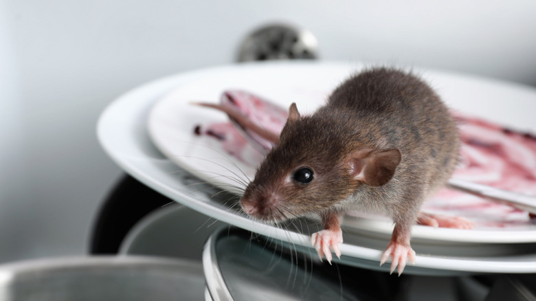 Mouse eating food off a plate in the sink