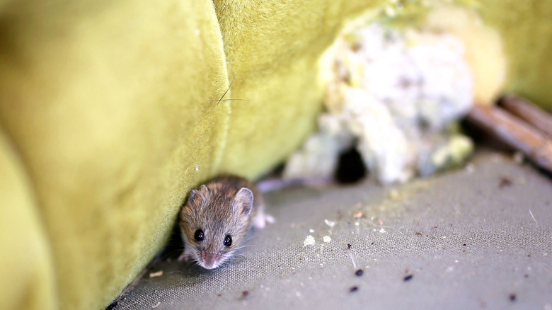 Mouse building a nest in old furniture