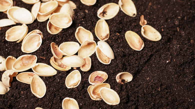 Pistachio shells laying on bare soil.