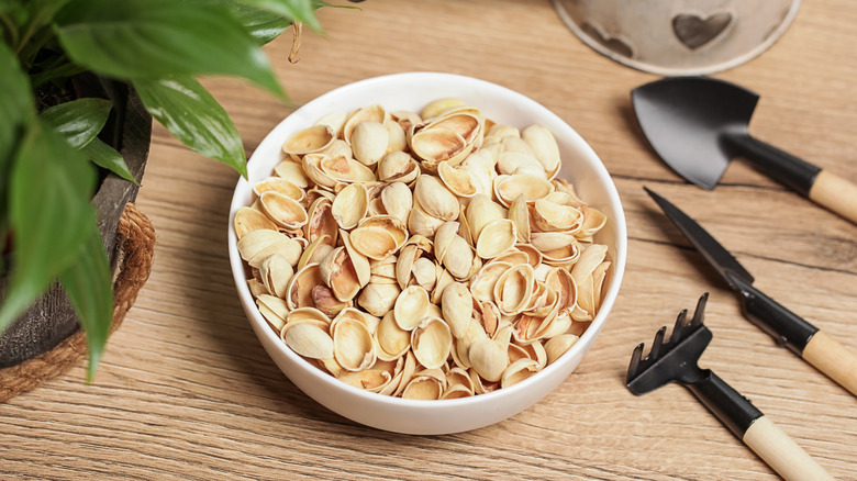 A bowl of pistachio shells next to a potted plant with a tools and water can on the right side.