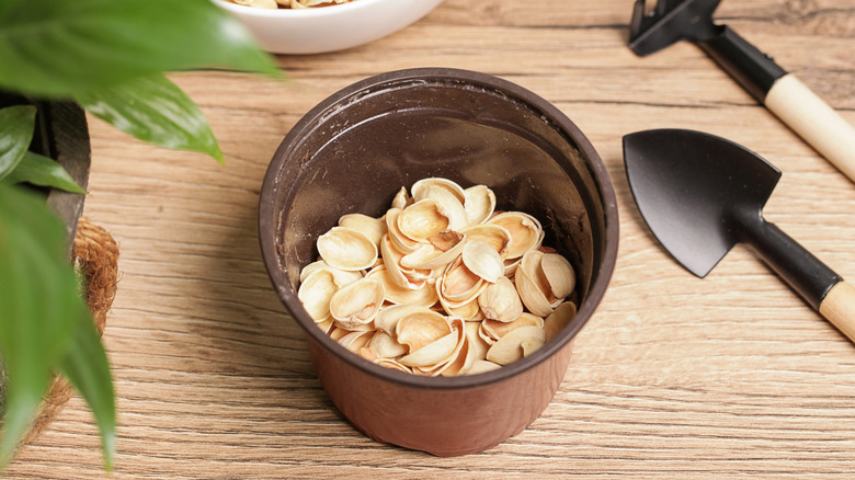 Pistachio shells in a black pot with a miniature trowel and hoe laying down beside them.