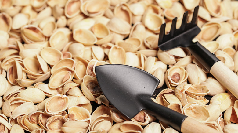 A trowel and a small hoe lying on a bed of pistachio shells.