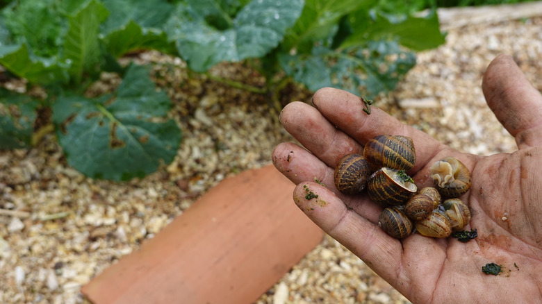 A hand holding slugs in front of a vegetable garden.