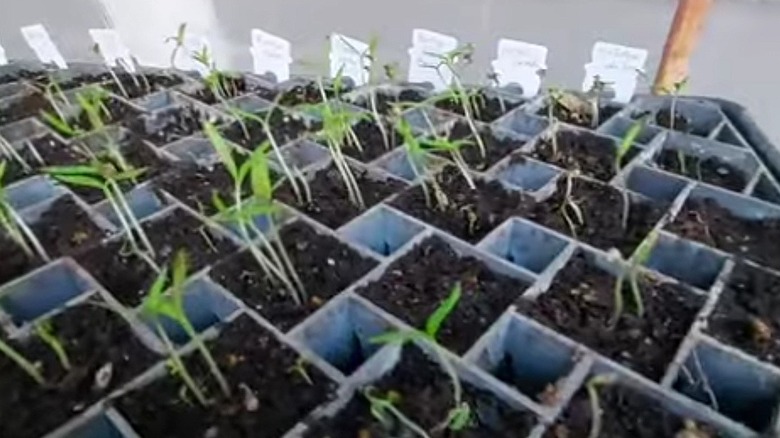 Plastic bread tags labeling seedling inside a planter box