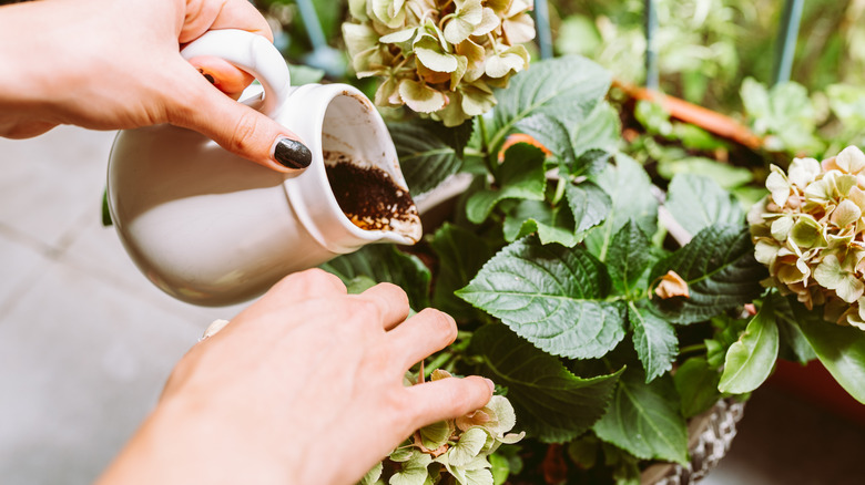 adding coffee grounds to plant