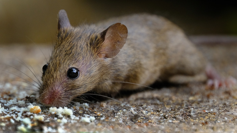 Mouse feeding on bird seed 