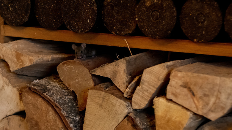 A mouse hides inside a pile of firewood.