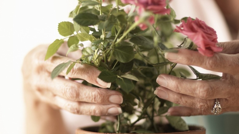 Holding a potted plant 