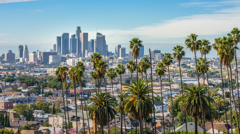 LA skyline with palm trees
