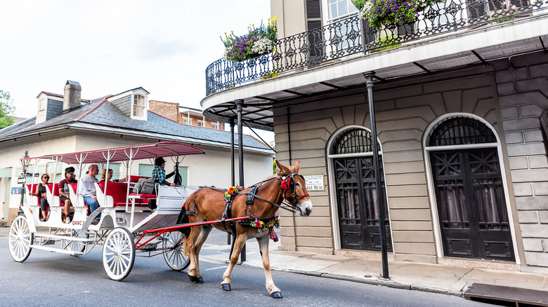 horse in new orleans