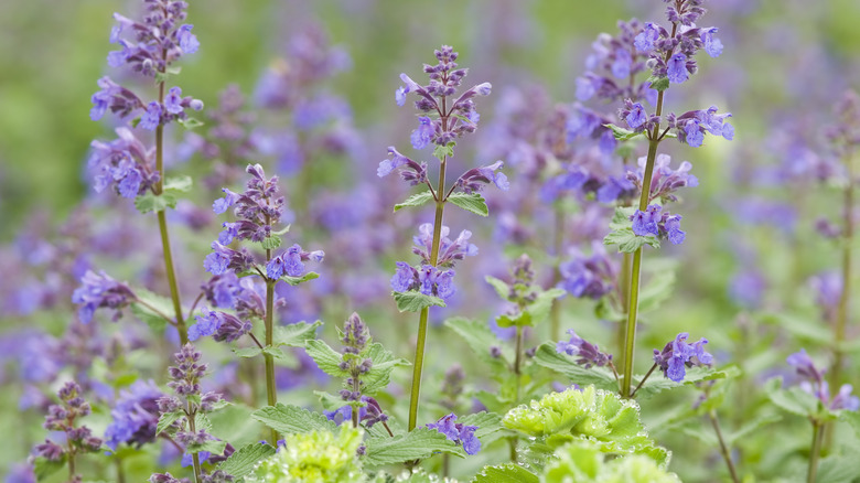 Catmint plants with blooms