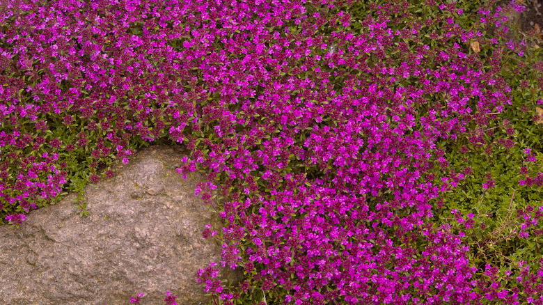 Creeping thyme growing near rock