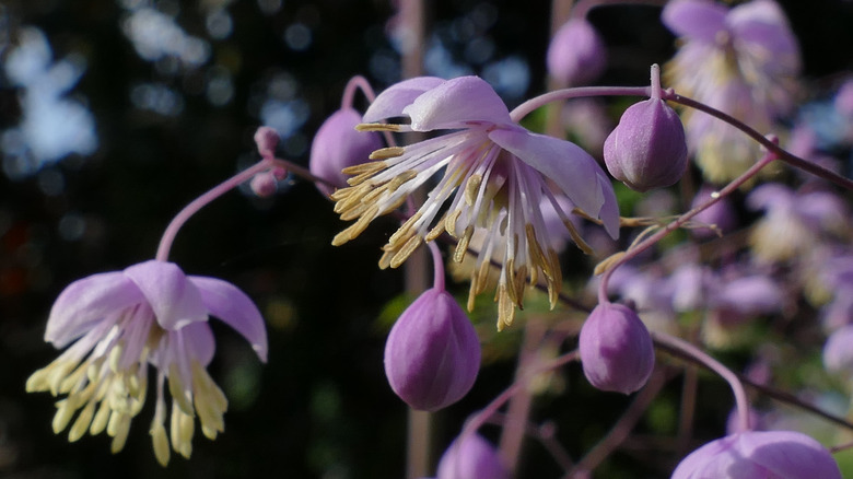 Chinese meadow rue blooms