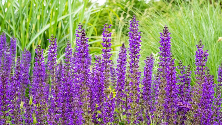 Perennial salvia plants in field