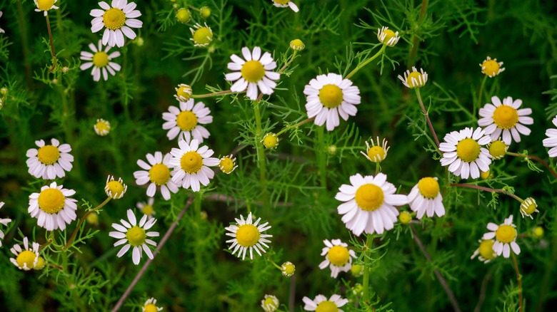 Roman chamomile plants