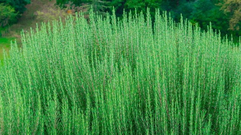 Rosemary plant in garden