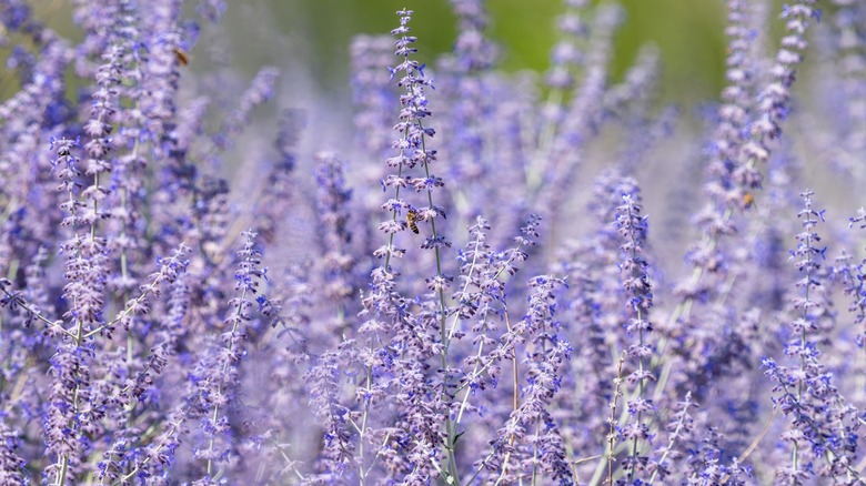 Russian sage with blooms